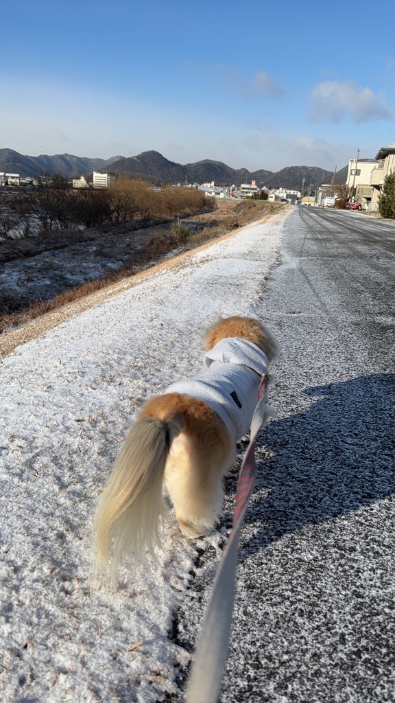 散歩中　クウちゃんです