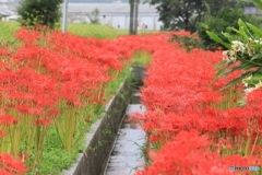 彼岸花　満開