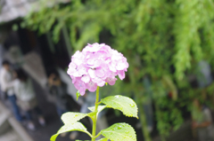 IMGP1249