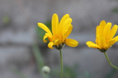 まだ蜜を探しに虫が来ていました。