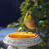 標準レンズで野鳥撮影4