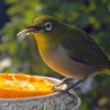 標準レンズで野鳥撮影1