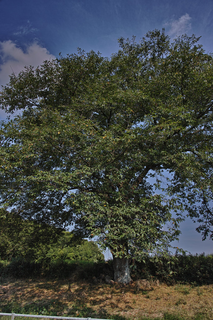 SDIM0047
