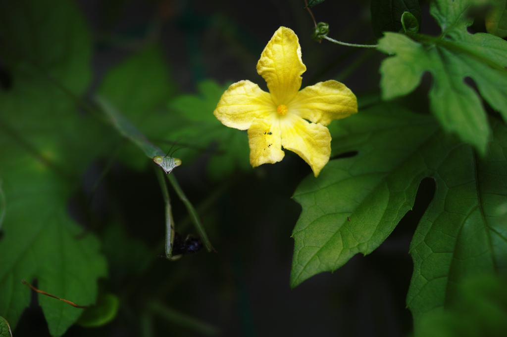 ゴウヤの花とカマキリ