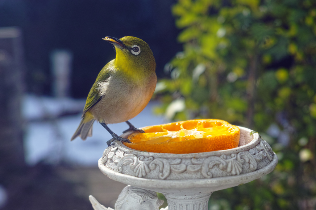 標準レンズで野鳥撮影2