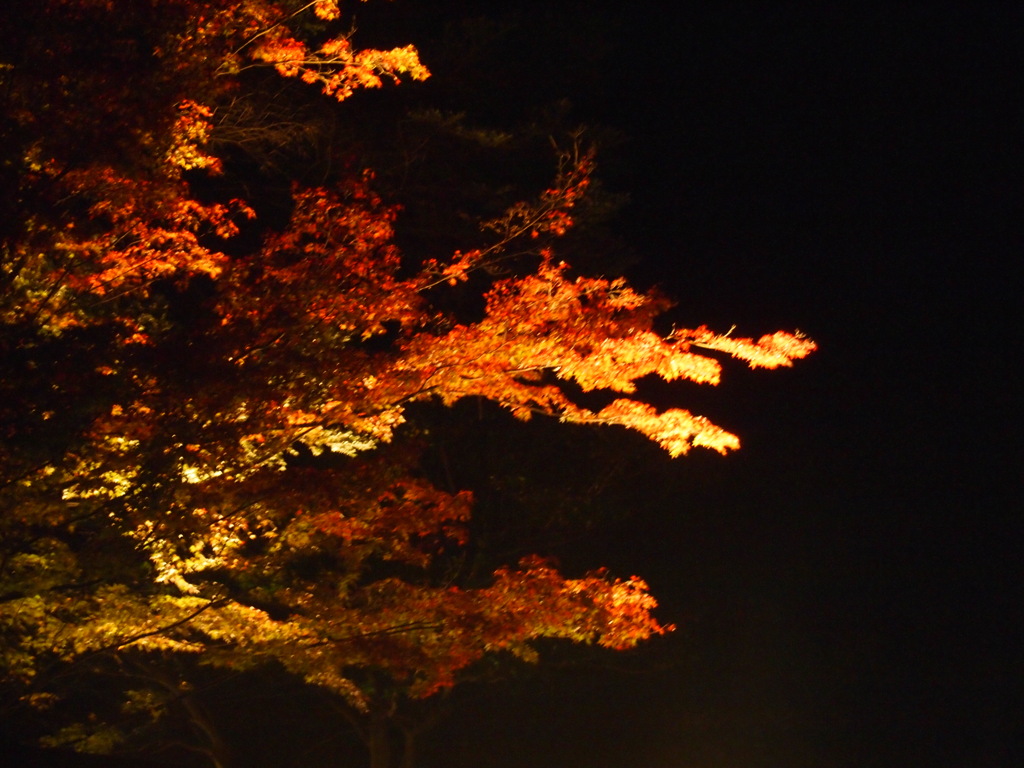紅葉