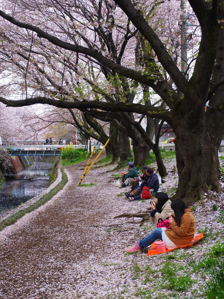 花見