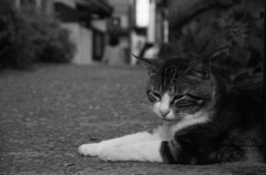 眠り猫