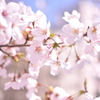 cherry blossom