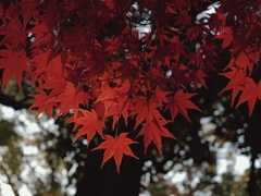 紅葉