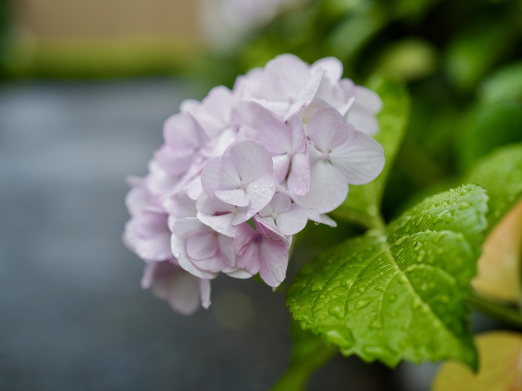 梅雨入りの日
