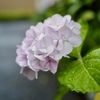 梅雨入りの日