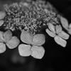 額紫陽花