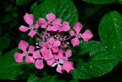 濡れた紫陽花