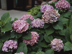 紫陽花変げ