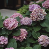 紫陽花変げ