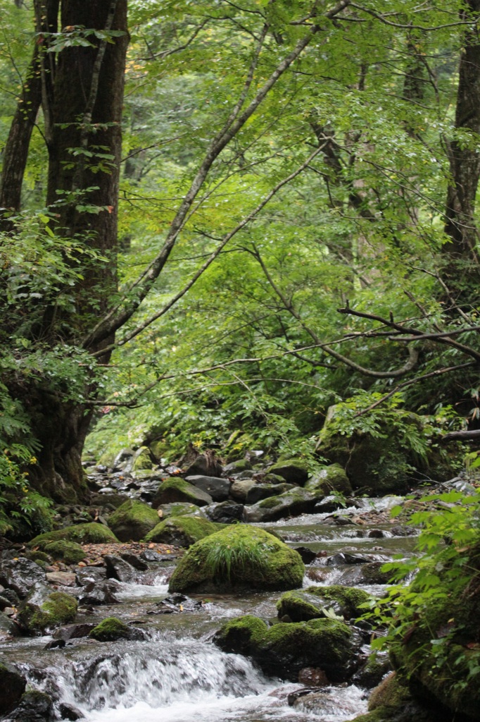 白神山地・渓流