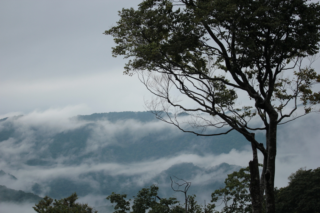 白神山地・雲海