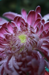 菊の花