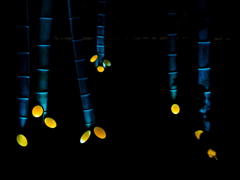 Mysterious　Bamboo