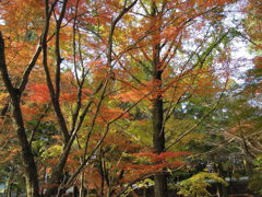 紅葉@霧島神宮