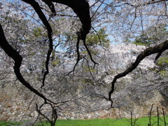 桜@名古屋城