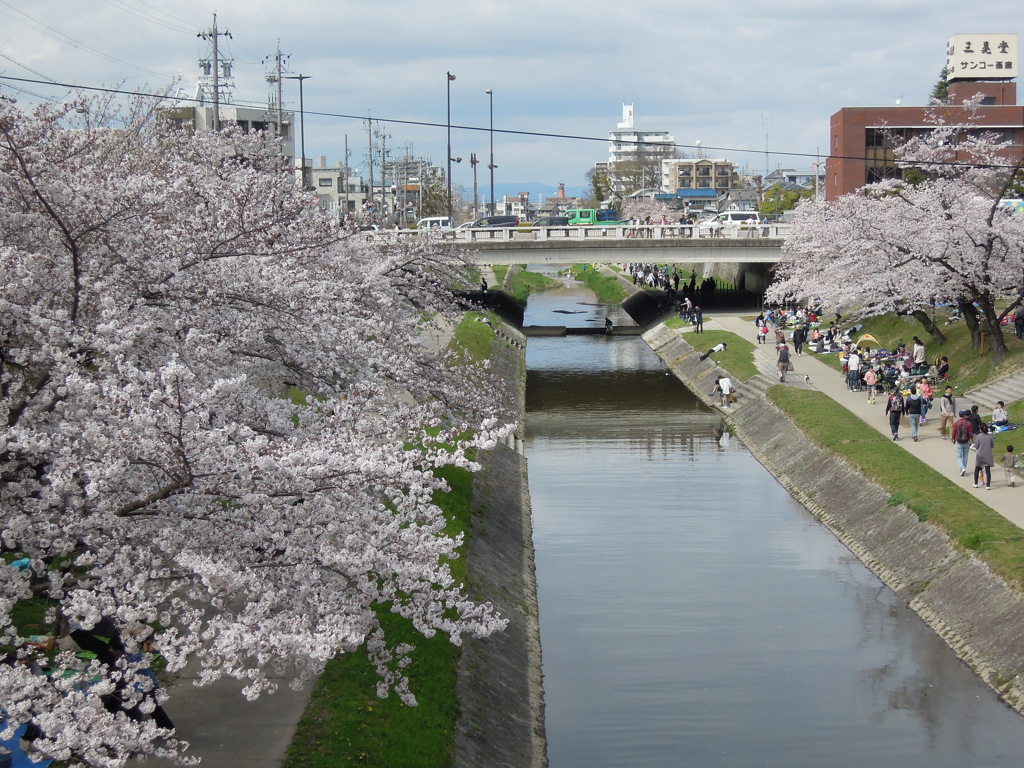 桜@岡崎城