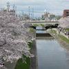 桜@岡崎城