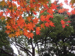 紅葉@霧島神宮