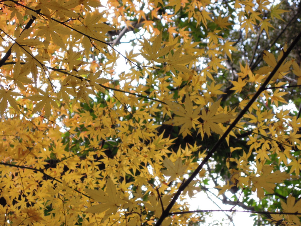 紅葉@霧島アートの森