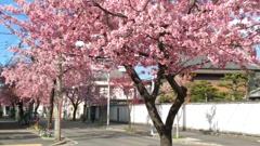 桜@名古屋