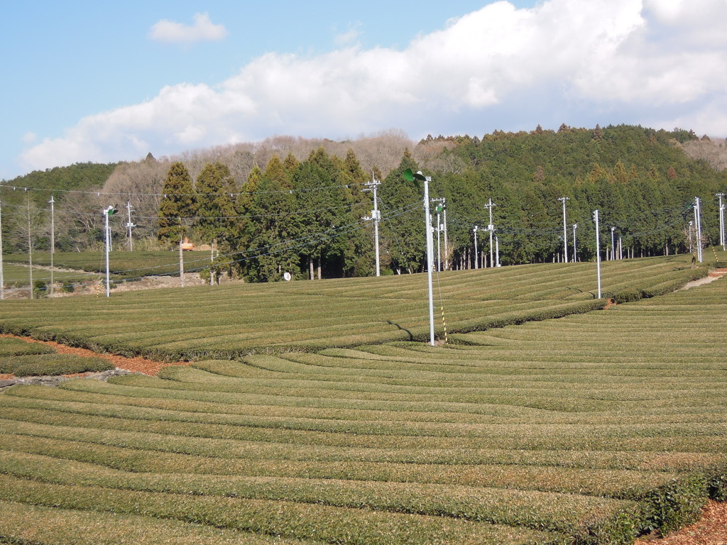 茶畑@静岡