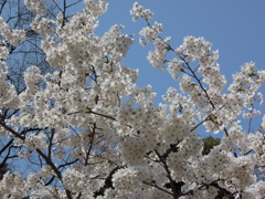 桜@名古屋城