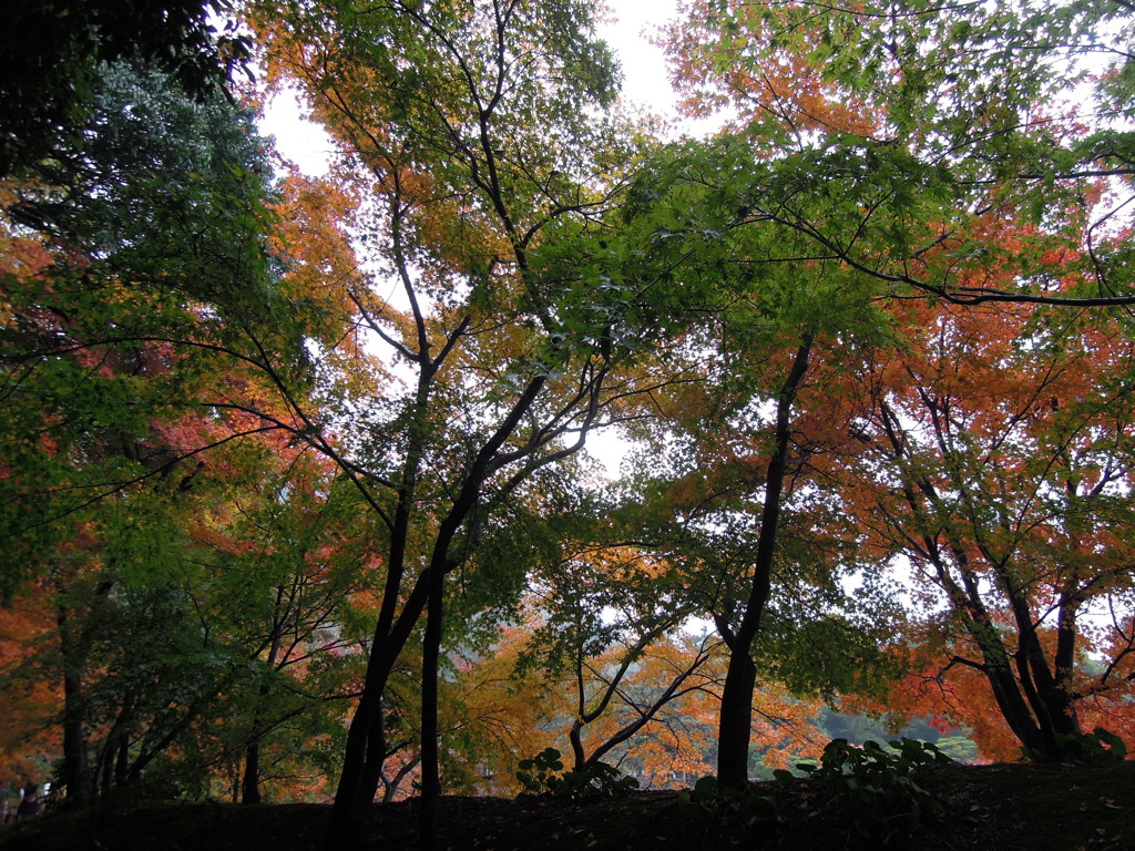 紅葉@栗林公園