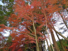 紅葉@霧島神宮