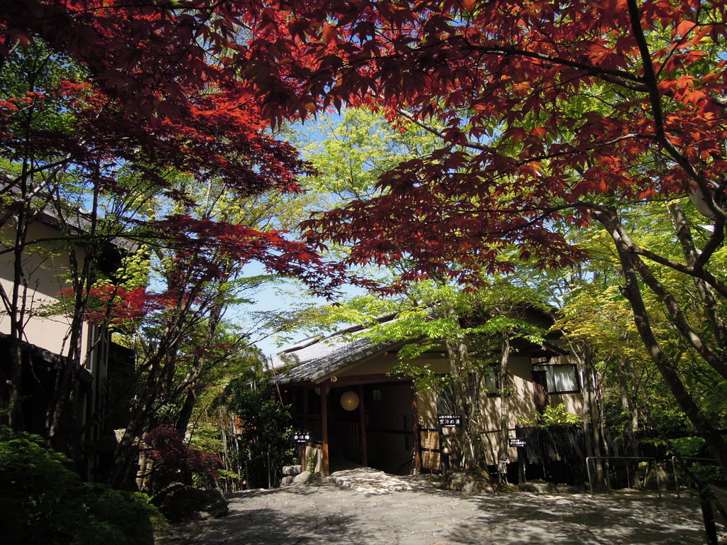 紅葉@湯布院