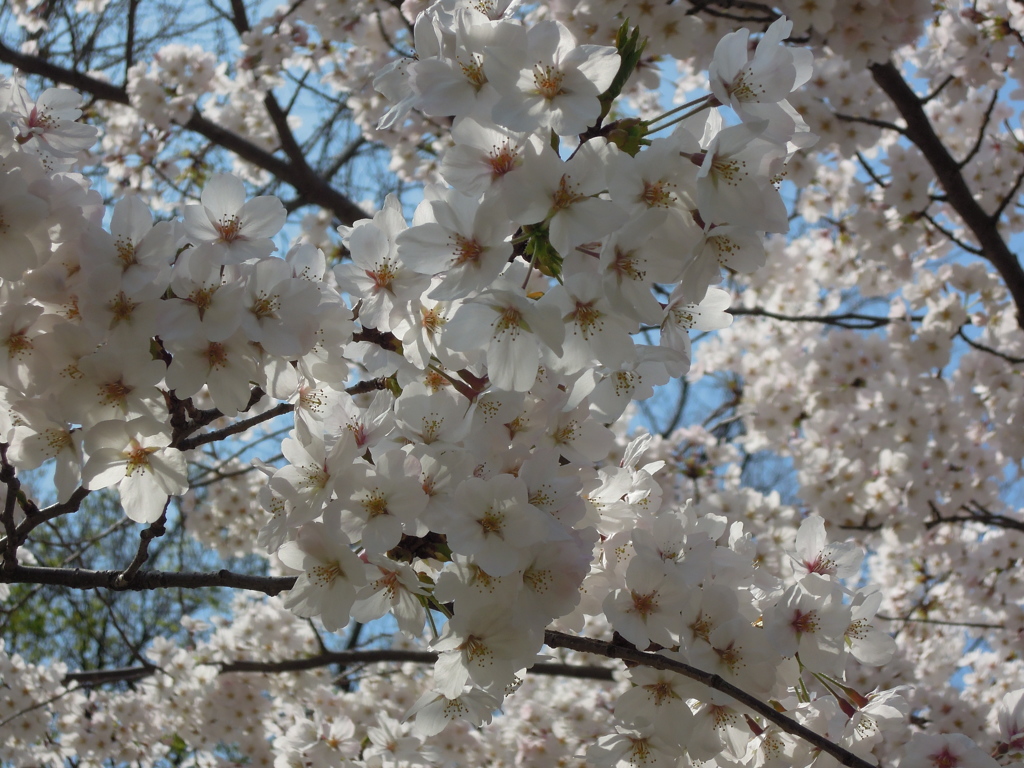 桜@名古屋城