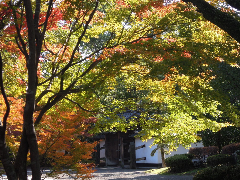 紅葉@旧細川刑部邸