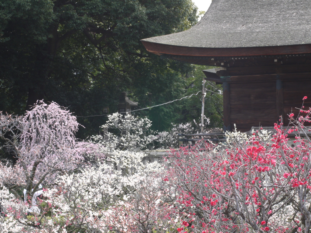 道明寺の梅色とりどり