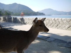 宮島の鹿