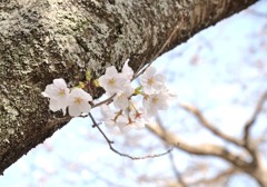 桜～松坂城跡～