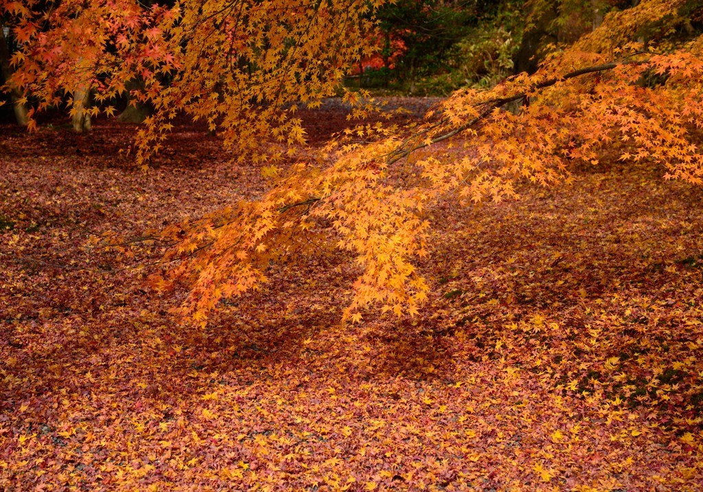 紅葉の絨毯