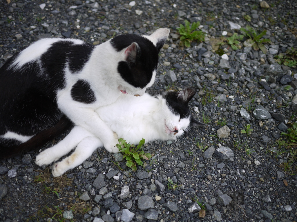 牧場猫物語～事件発生～