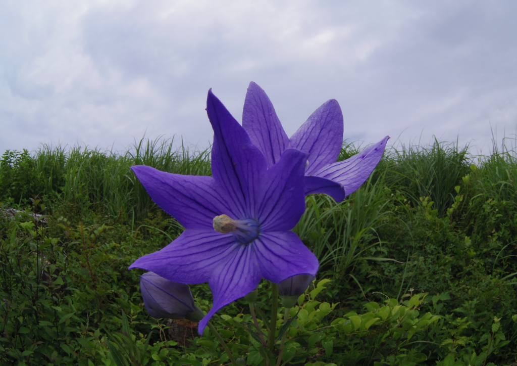 花～生石高原～