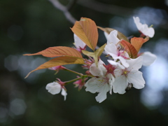 天橋立桜
