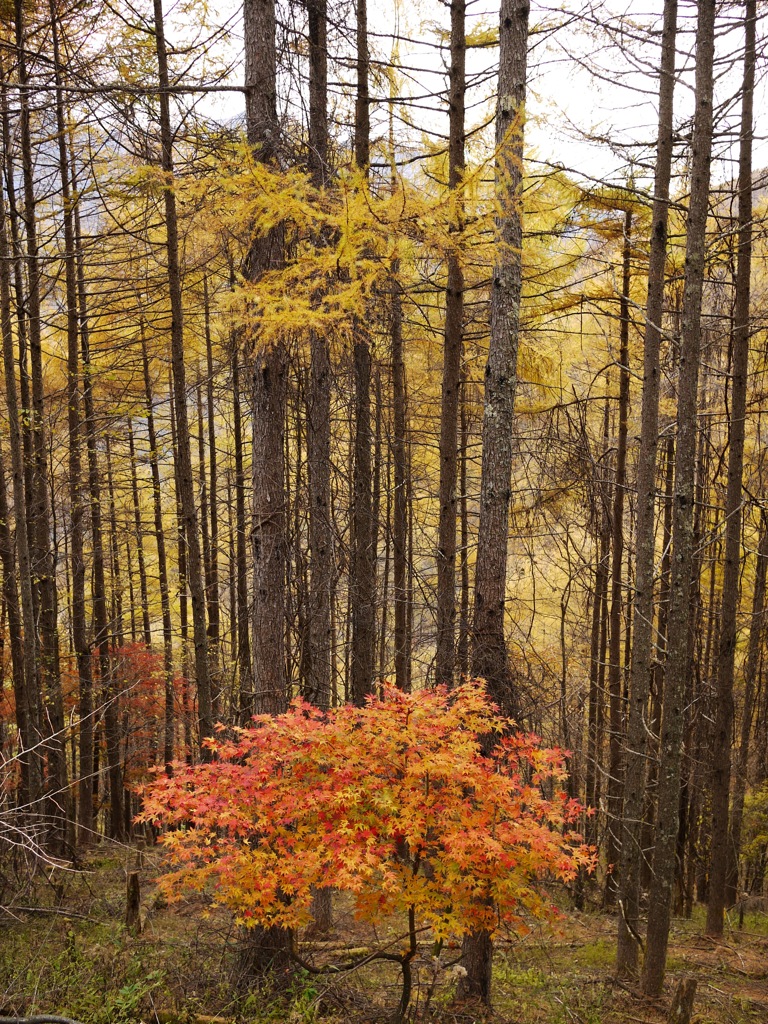 大鹿村　紅葉