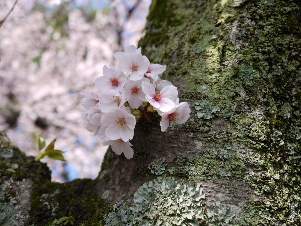 来年に期待