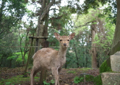 小鹿に畏怖を感じる