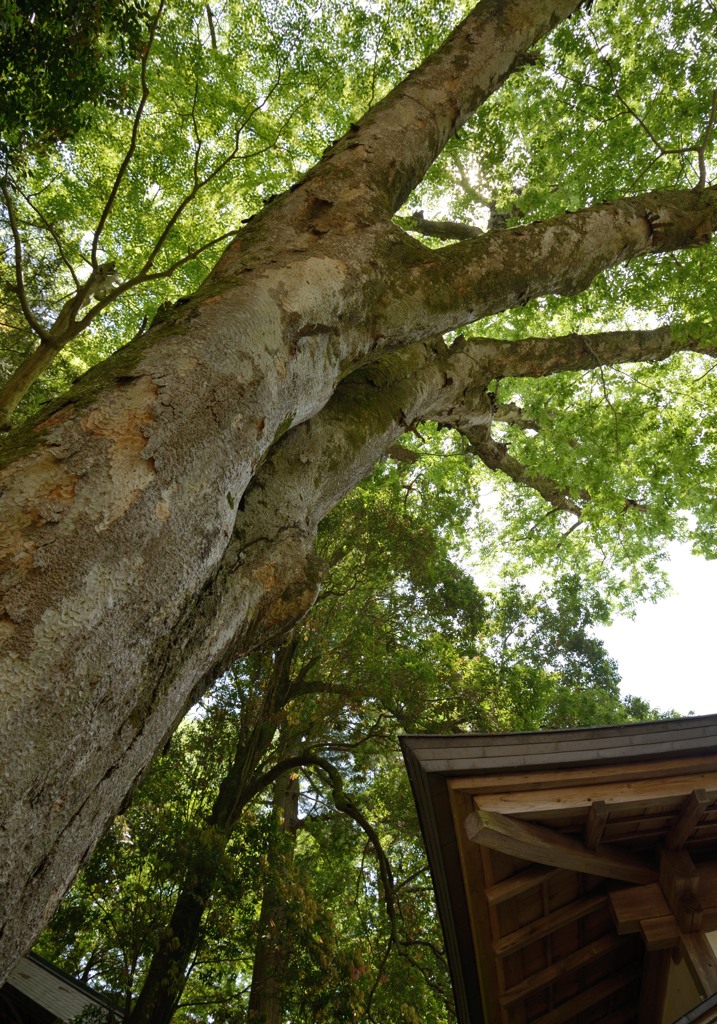 神木～丹生川上神社下社～