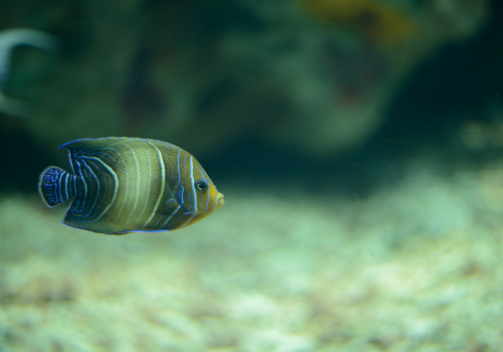 魚Ⅱ